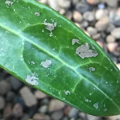 Hoya verticillata bronze H189
