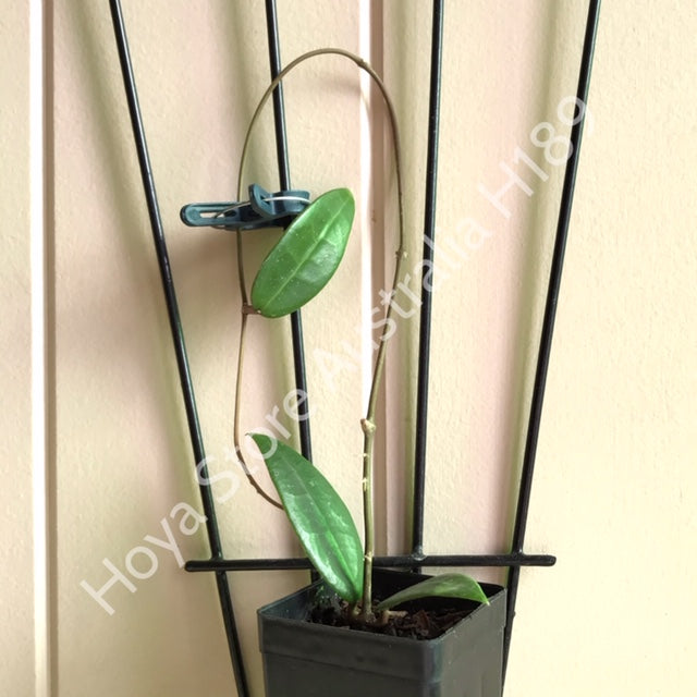 Hoya verticillata bronze H189