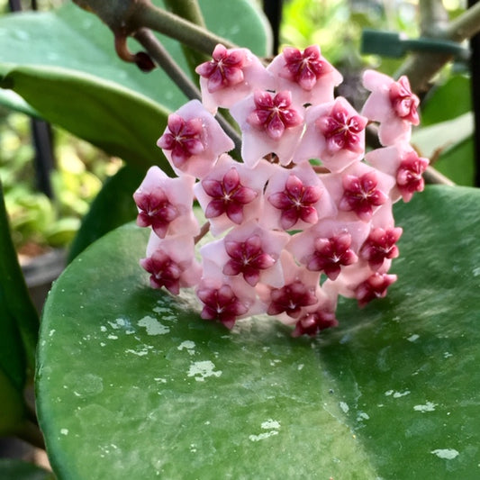Wholesale - Hoya obovata H18