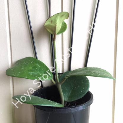 Hoya obovata H18