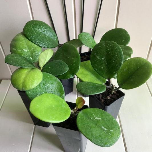 Wholesale - Hoya obovata H18