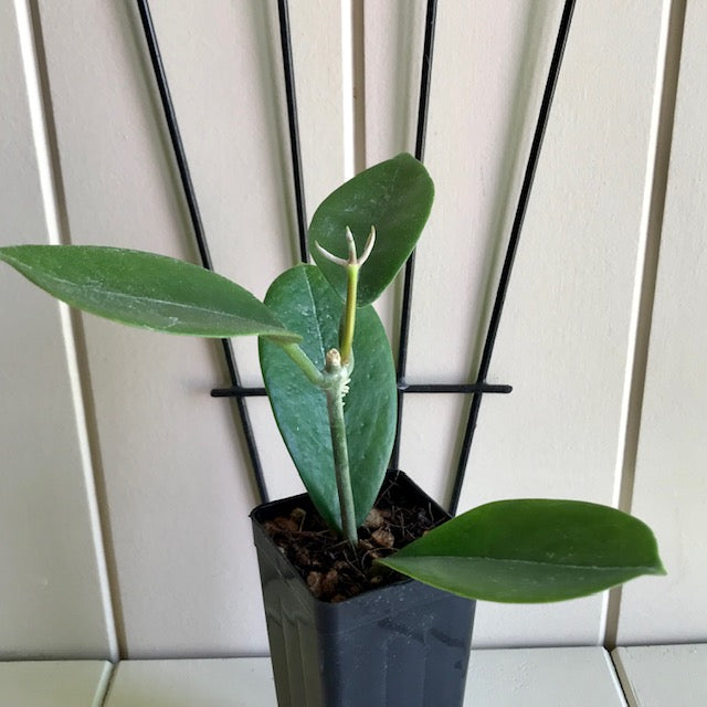 Hoya australis ssp. australis compacta H190