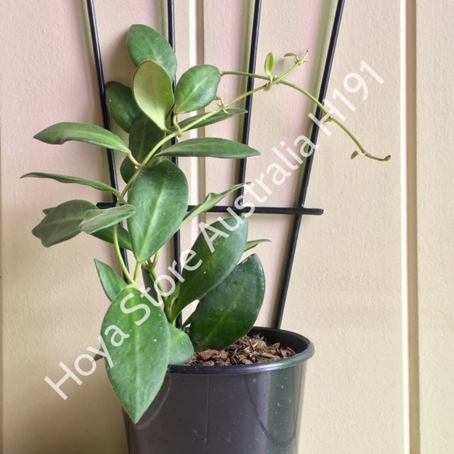 Hoya sp. aff. burtoniae H191