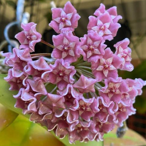 Hoya species 'Pink' H193