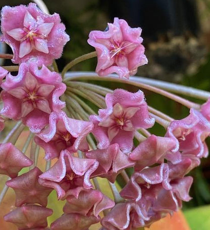 Hoya species 'Pink' H193