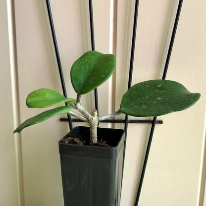 Hoya obovata (chimera) H194