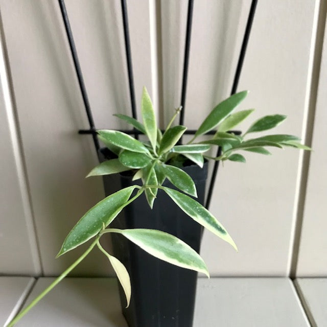 Hoya tsangii albomarginata H195