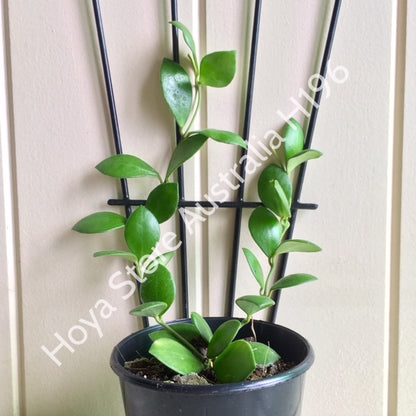 Hoya bilobata H196