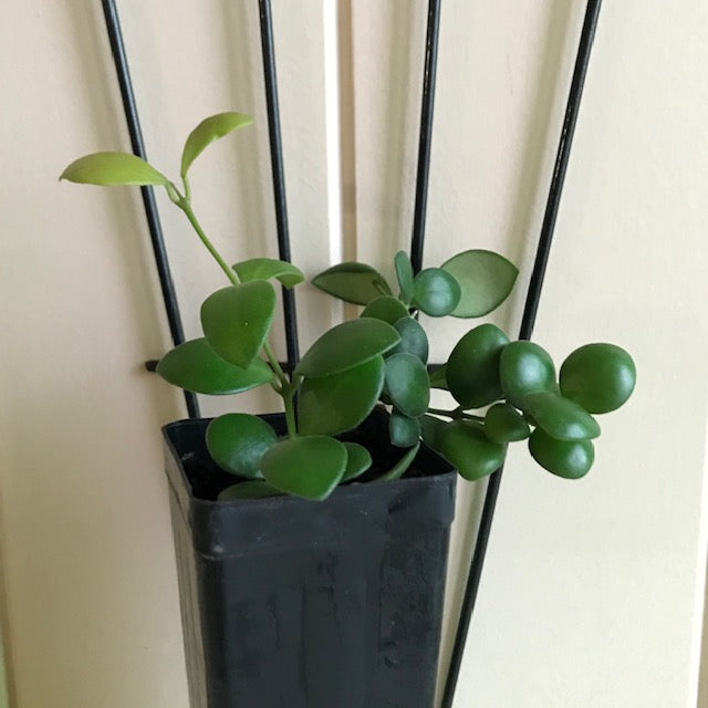 Hoya bilobata H196