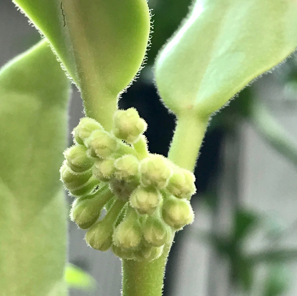 Hoya australis ssp. rupicola IML 1754 H198