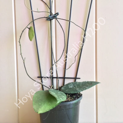 Hoya caudata v crassifolia H200