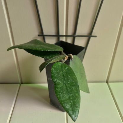 Hoya caudata v crassifolia H200
