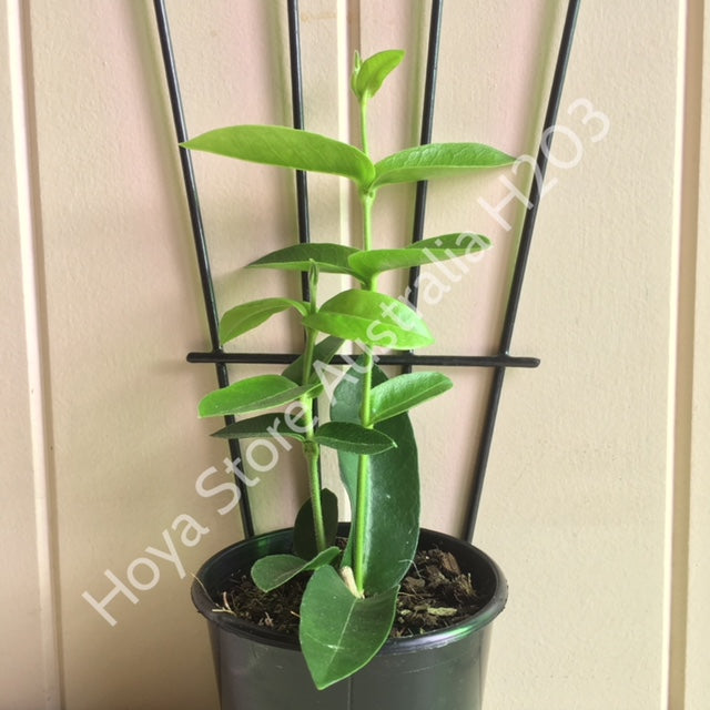Hoya densifolia H203