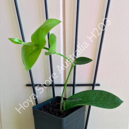 Hoya densifolia H203