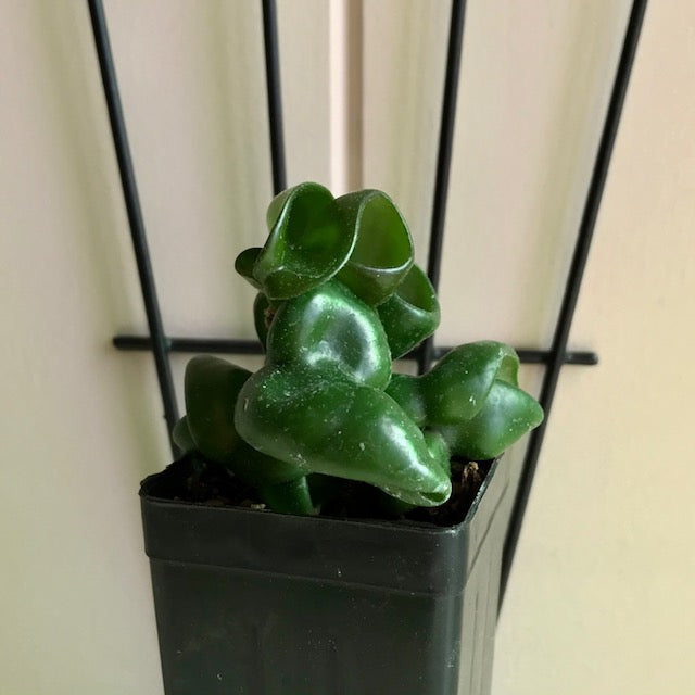 Hoya compacta Dwarf Rope H204