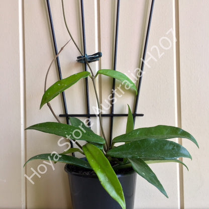 Hoya 'Shepherdell' H207