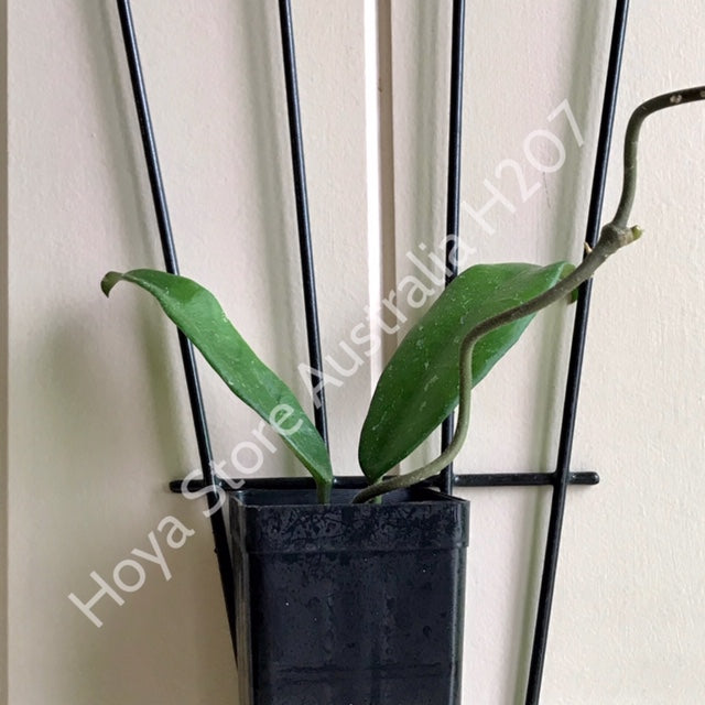 Hoya 'Shepherdell' H207