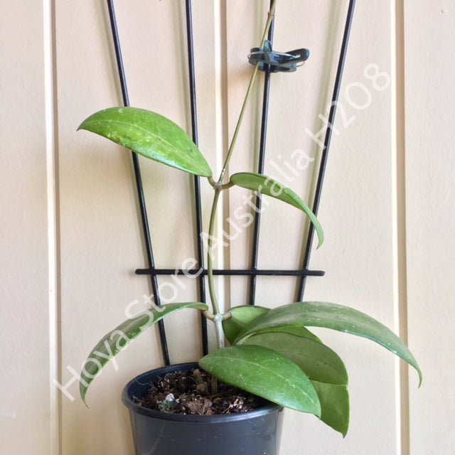 Hoya verticillata green H208