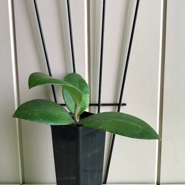 Hoya verticillata green H208