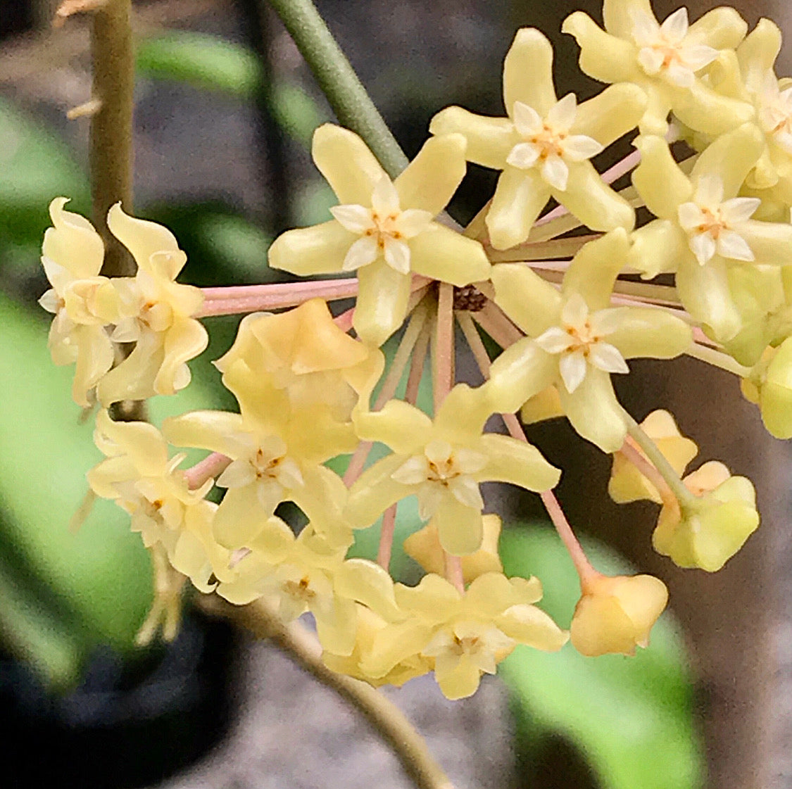Hoya merrillii H20