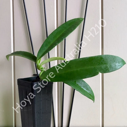 Hoya celata H210