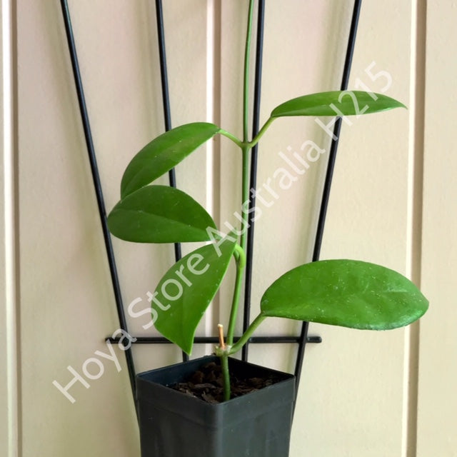 Hoya coriacea H215