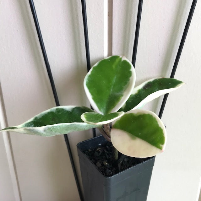 Hoya carnosa variegata 'Purple Pride' H216