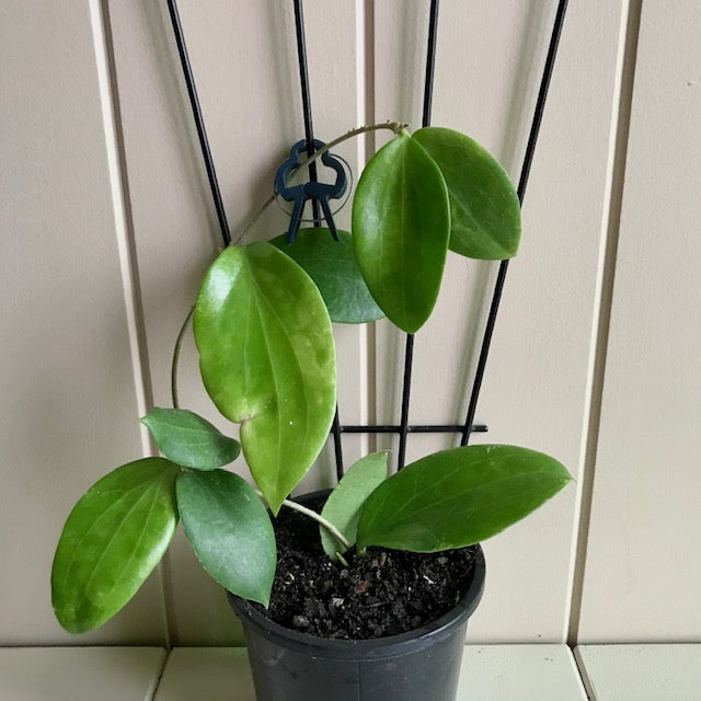 Hoya aldrichii IML 1418 H217