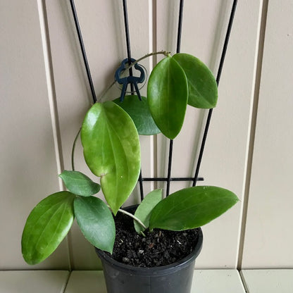 Hoya aldrichii IML 1418 H217