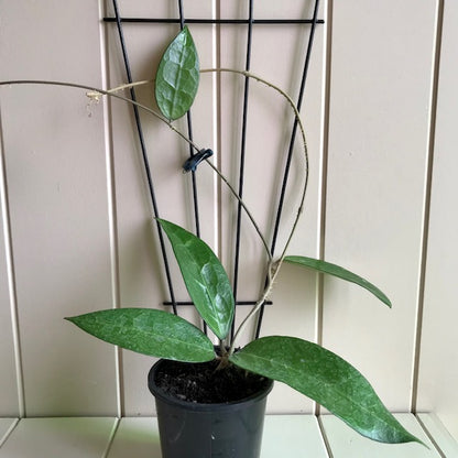 Hoya amoena IML 1210 H218