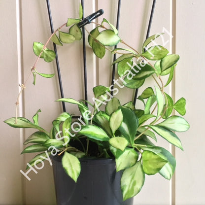 Hoya heuschkeliana variegata H21