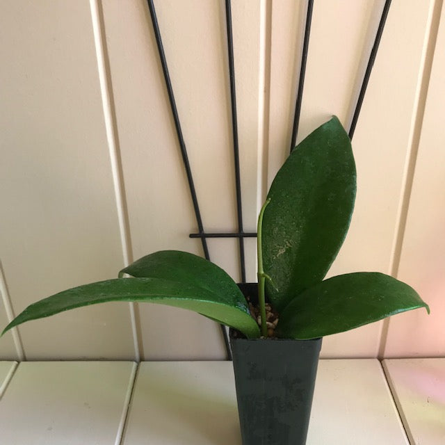 Hoya benitotanii IML 1830 H220