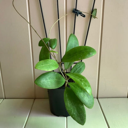 Hoya bhutanica IML 0224 H221