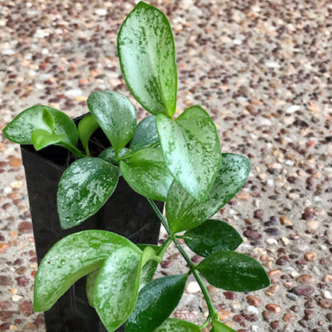 Hoya collina IML 1187 H226