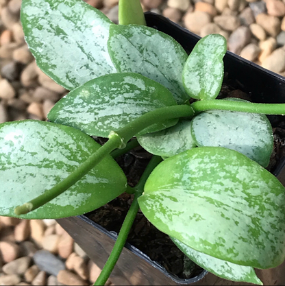 Hoya collina IML 1187 H226