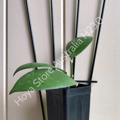 Hoya erythrostemma (white) IML 1428 H230