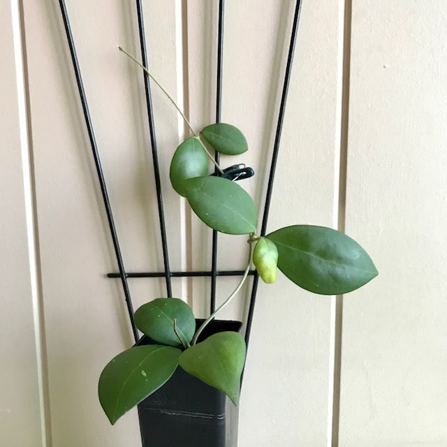 Hoya erythrostemma (pink) IML 1504 H231