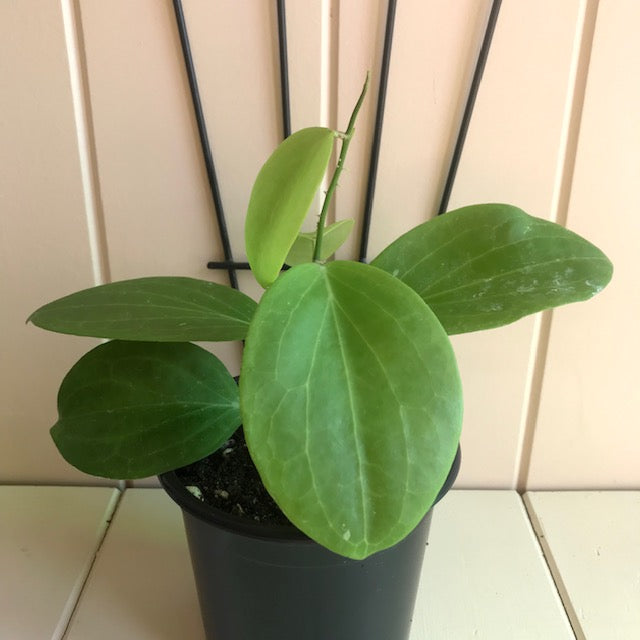 Hoya fischeriana IML 1289 H233