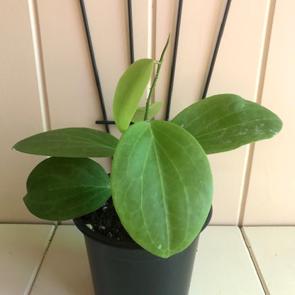 Hoya fischeriana IML 1289 H233