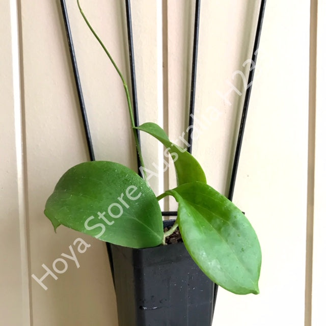 Hoya fischeriana IML 1289 H233