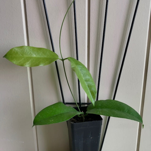 Hoya kenejiana 'Mt. Hauseman' IML 1054 H239