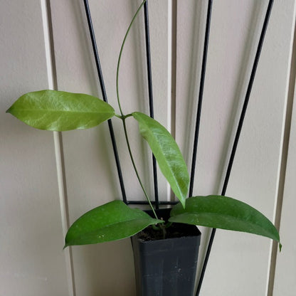 Hoya kenejiana 'Mt. Hauseman' IML 1054 H239