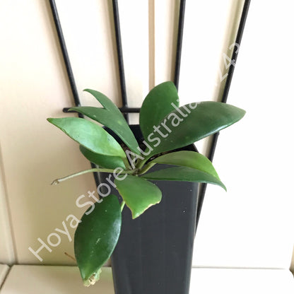 Hoya micrantha Thailand IML 1442 H243