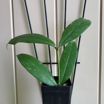 Hoya lobbii 'red' IML 1161 H244