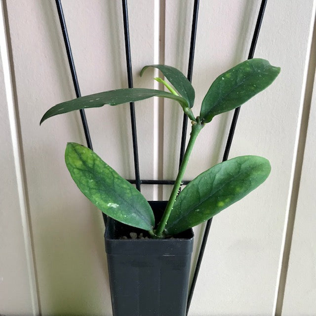 Hoya lobbii 'orange'  IML 1524 H245