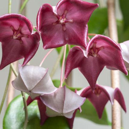 Hoya macgillivrayi 'Superba' IML 0220 H246