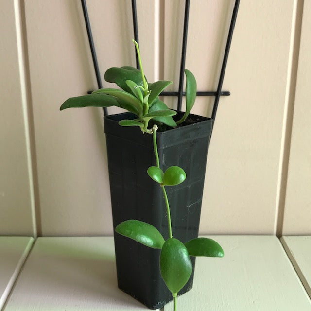 Hoya pallilimba IML 1691 H248