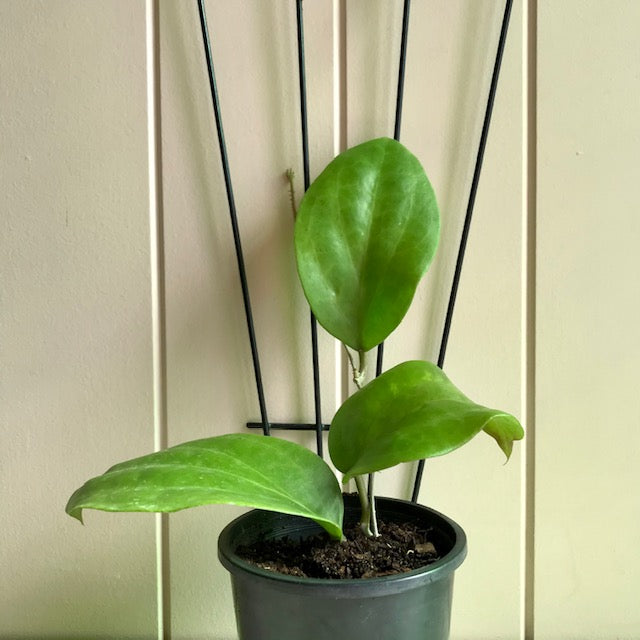 Hoya pentaphlebia IML 0391 H249