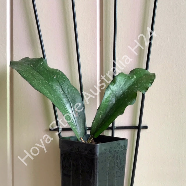Hoya erythrina H24