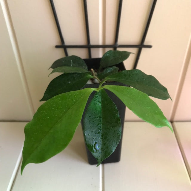 Hoya montana IML 1016 H250